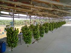 Famosa makes UK banana market move