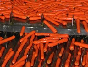 Agrexco carrots