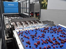 Apofruit Compac InVision Total View cherry sorting