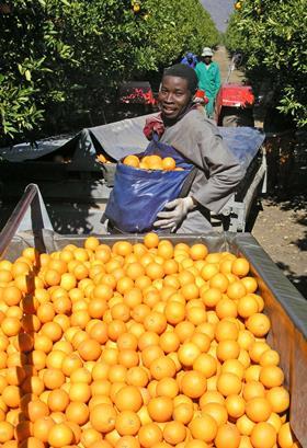 Ernte der Valencia-Orangen in Südafrika