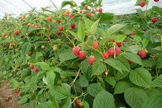 Raspberries pick up soft-fruit relay baton