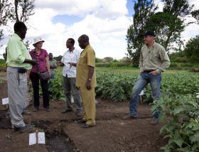 RZ Afrisem aubergine development Tanzania