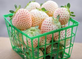 UF IFAS white strawberry credit Cristina Carrizosa