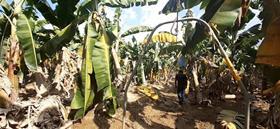 Chiquita Eta Iota storm damage