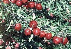 Washington growers ask for drought help