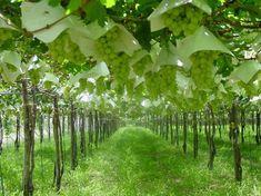Grape supplies tighten up