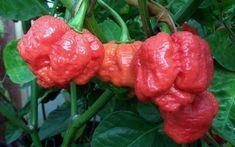 The scorching Scorpion