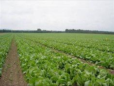 BASF recommends Signum for lettuce production