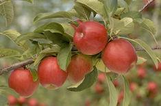 NZ Braeburn: set to decline significantly in 2010