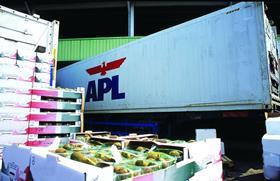 Novafrut kiwifruit APL Logistics