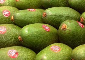 Peruvian avocados