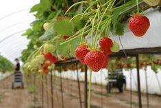 UK soft fruit heading for labour crisis