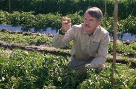 Professor Jay Scott Tomato breeder UF IFAS