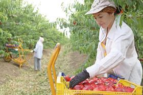 Woman harvesting