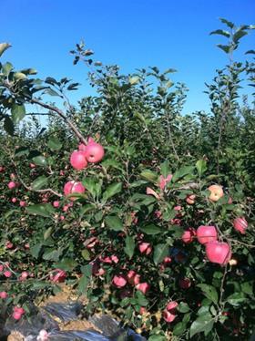 CN China Fuji apples in Penglai orchard Alfa Fruit Packers