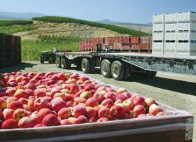 Washington apples in crate