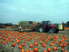 Largest pumpkin harvest completes