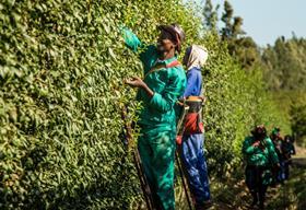 Picking stonefruit South Africa