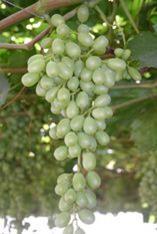 Crimson Seedless looking good on the vine a few weeks before harvest