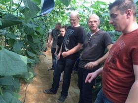 Dutch cucumber growers Almeria