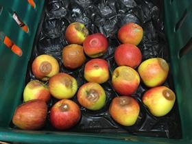 Total Produce Sheffield rotten fruit