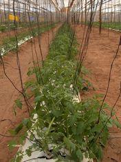 Delassus Group's tomato farm in Duroc