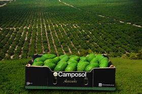 Camposol avocados