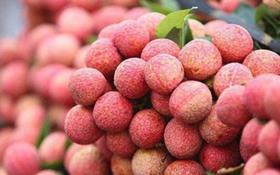 VN Luc Ngan Lychee CREDIT Vietnam ministry of agriculture