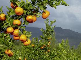 South African mandarins