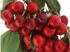 Staccato cherries