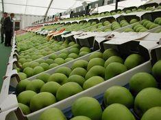 National Fruit Show anticipation rife