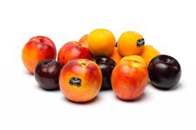 IT Orsero stonefruit peaches plums apricots nectarines