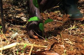 GH reforestation