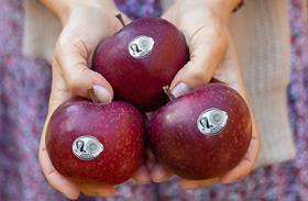 Apples from Grojec Poland