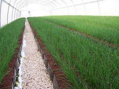 Arava to cut pesticide use on herbs