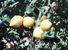 Varied citrus outlook from Spain