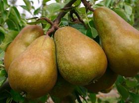Velvetine pears