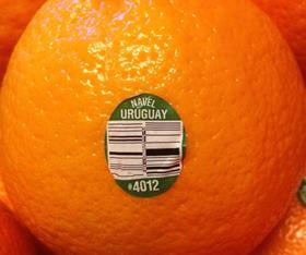 Uruguay Navel Oppy