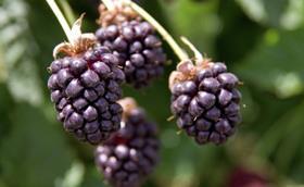 boysenberry - credit Plant & Food Research