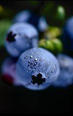 Ribena opening for blueberries