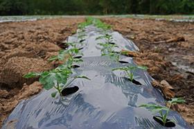 PlasticMulch