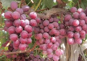 Peru grapes