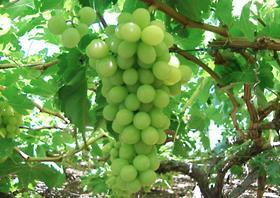 South Africa grapes