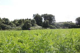 Carrot field