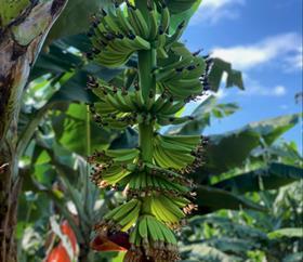 Cavallaro Banana Farming Operations LPG