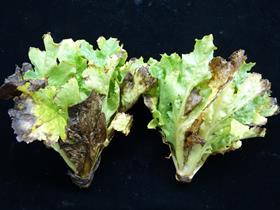 Downy mildew lettuce CREDIT Scot Nelson:Flickr