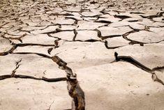 Drought will raise food prices ‘as sure as night follows day’