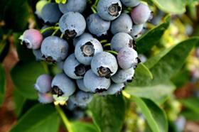 NZ blueberries