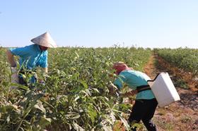 AgVisa Harvest Pickers Labour Workforce Okra Darwin 2019