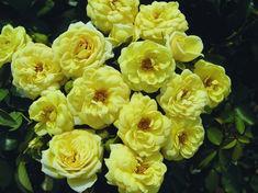 Rose Growers' Association renamed